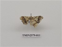 藏品(尺蛾89)的圖片